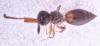 Conostigmus sp.